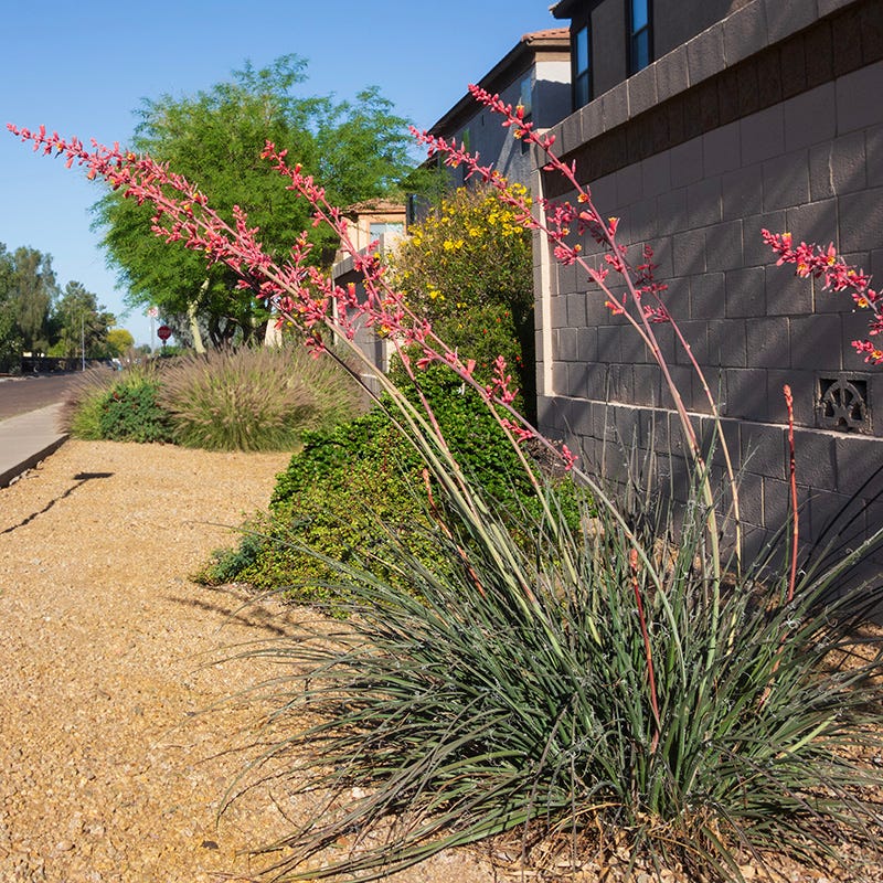 can red yucca grow in shade Straight Up Red Texas Yucca, Hesperaloe parviflora