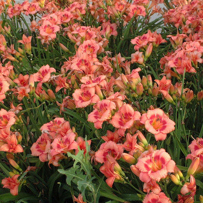 Strawberry Candy Reblooming Daylily