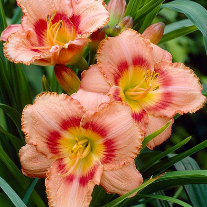 Strawberry Candy Reblooming Daylily