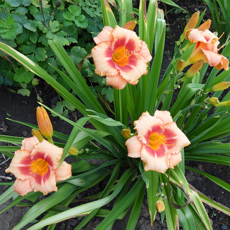 Strawberry Candy Reblooming Daylily