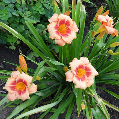 Strawberry Candy Reblooming Daylily