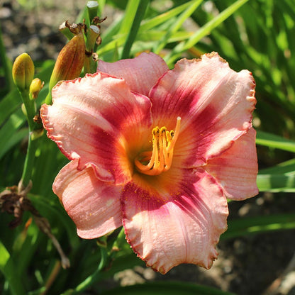 Strawberry Candy Reblooming Daylily