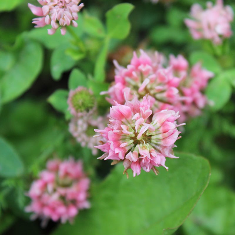 Alternative Lawn Wildflower Seed Mix | High Country Gardens