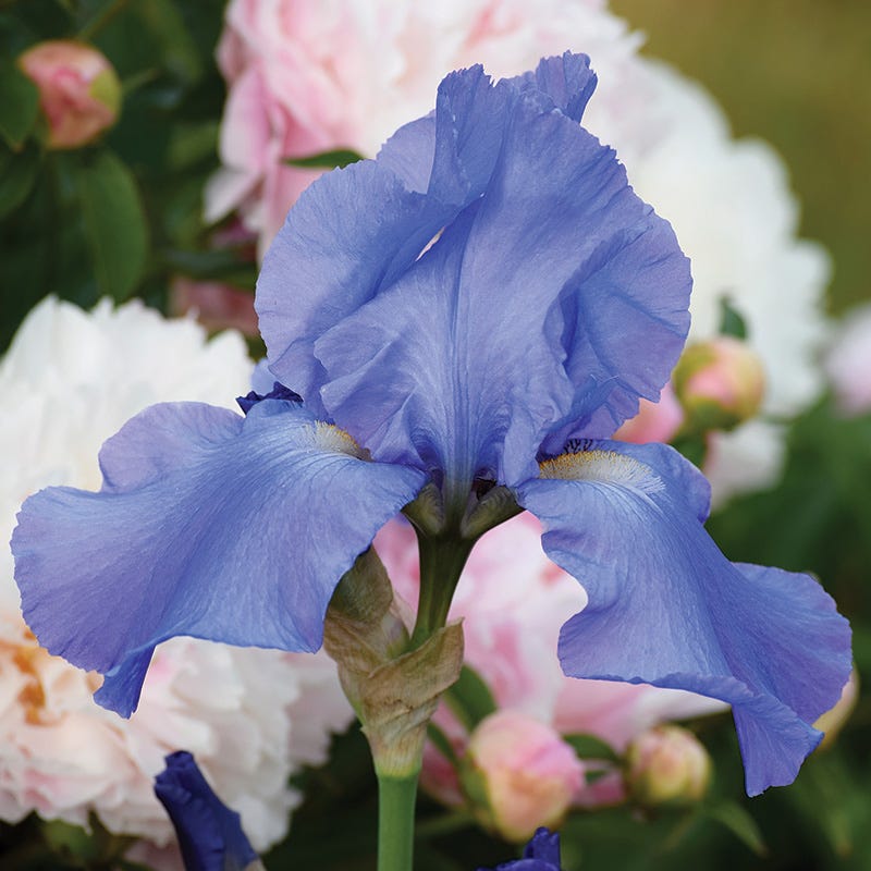 Sugar Blues Reblooming Bearded Iris