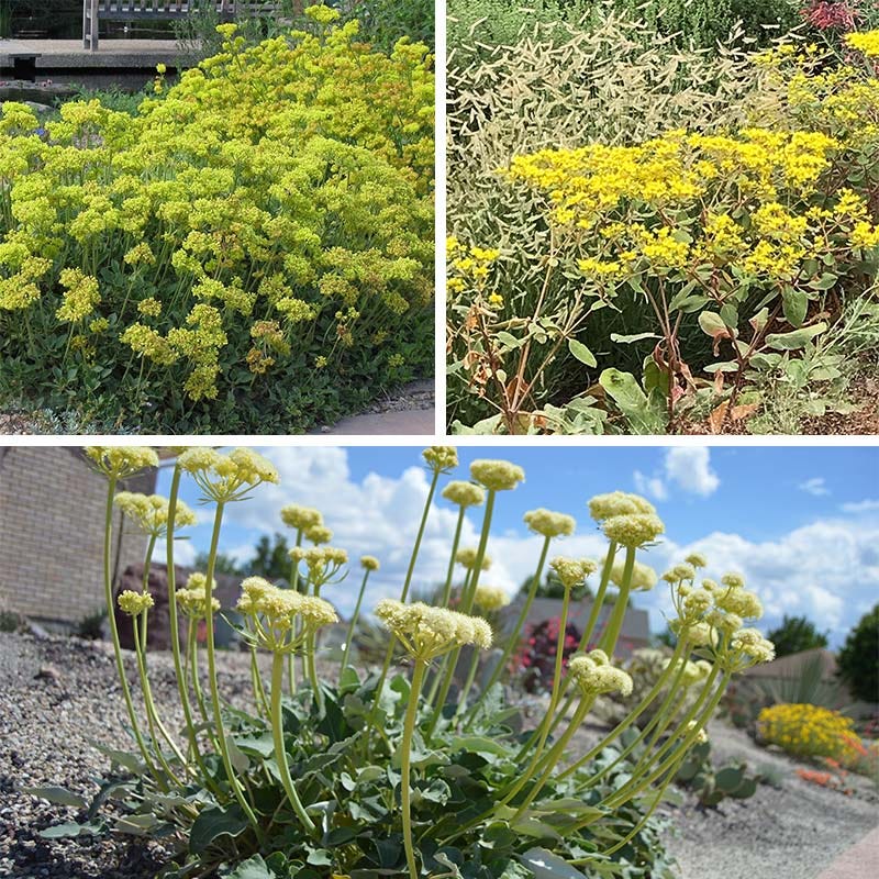 Sulphur Buckwheat Collection