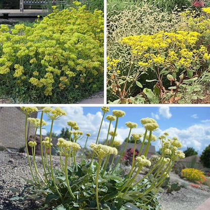 Sulphur Buckwheat Collection