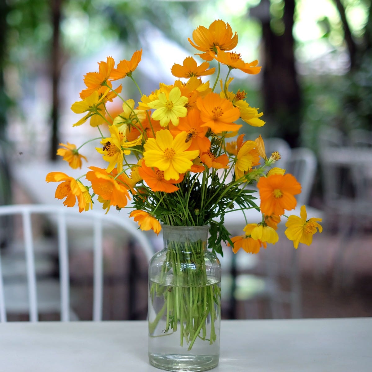 Sulphur Cosmos Seeds, Cosmos sulphureus