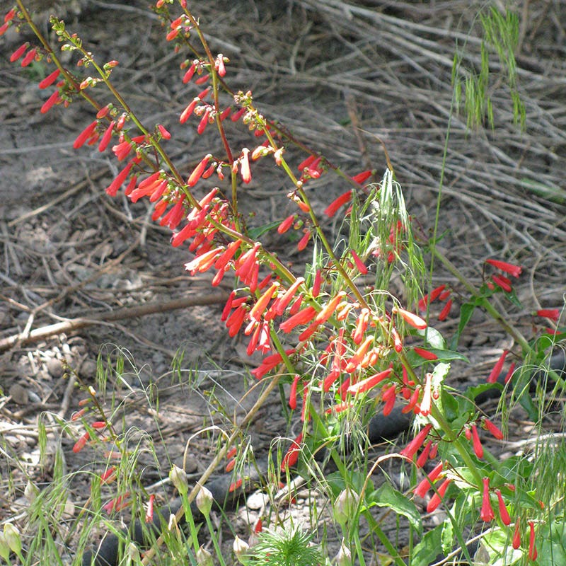 Standout Summer Fire Penstemon