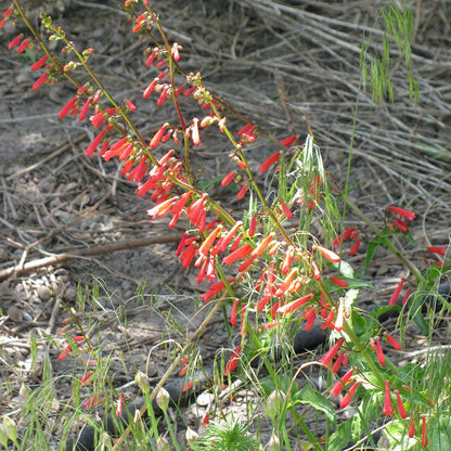 Standout Summer Fire Penstemon