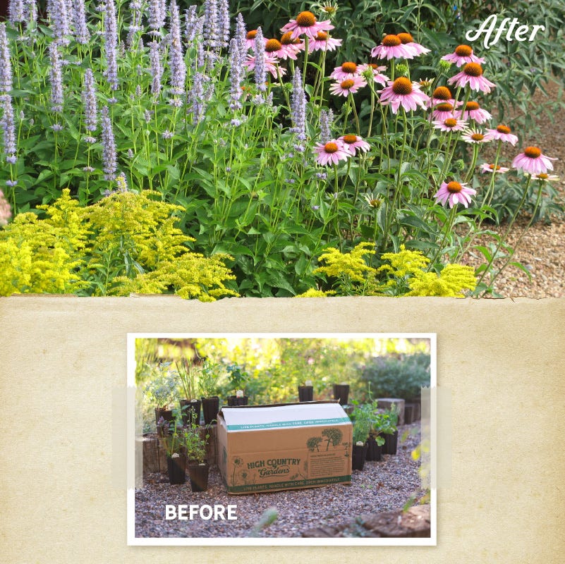 Summer Dreams Pre-Planned Garden