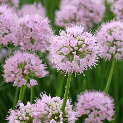 Summer Beauty Allium