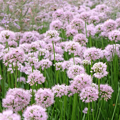 Summer Beauty Allium