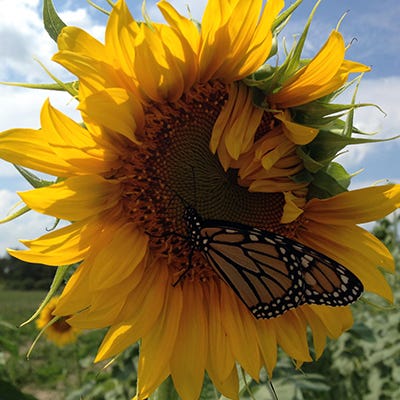 Pollinator Wildflower Seed Mix