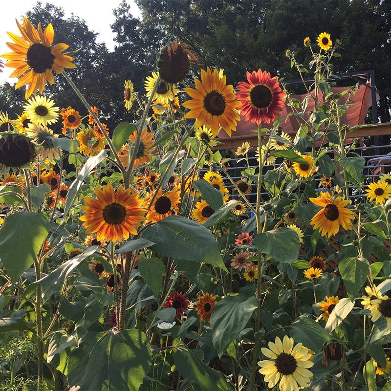 Autumn Beauty Sunflower Seeds, Helianthus annuus | High Country Gardens