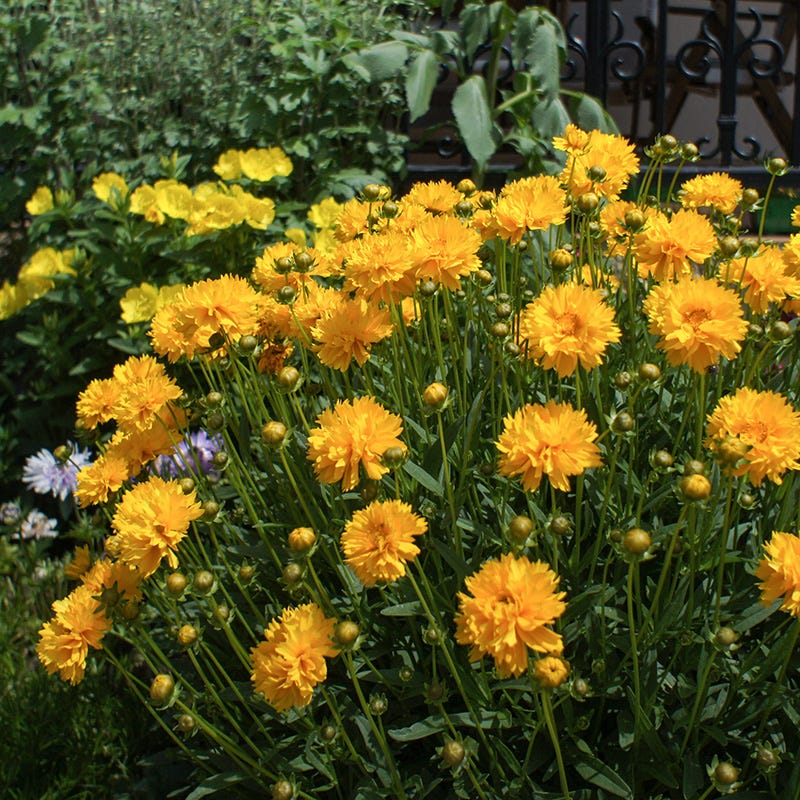 Sunray Coreopsis