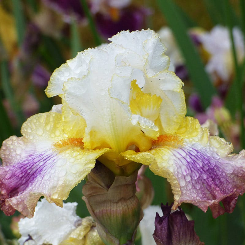 Spring Splendor Iris Surprise Splendor Bearded Iris, Iris germanica | High Country Gardens