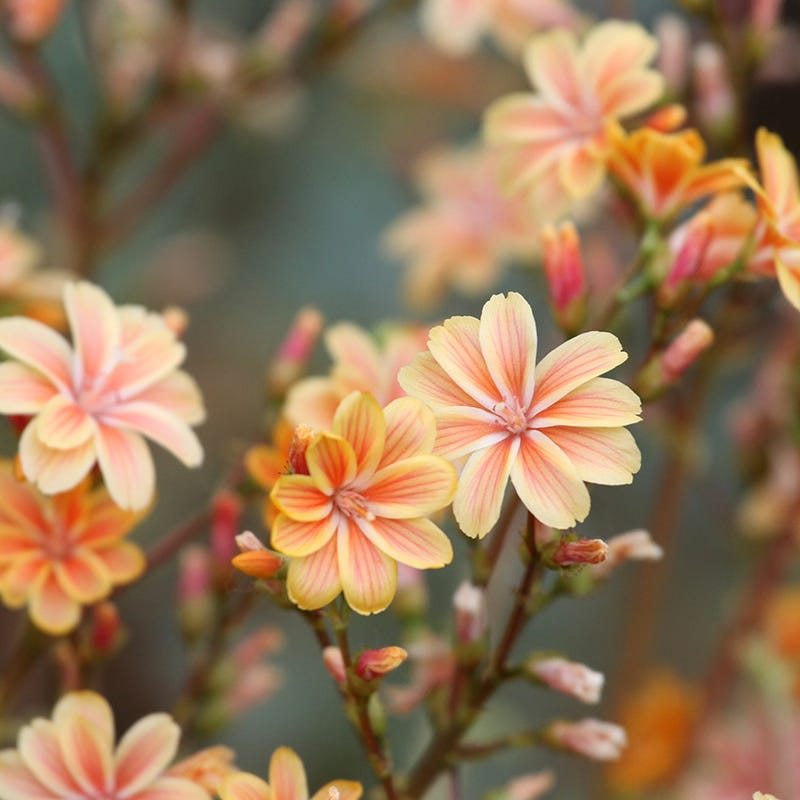 Sunset Strain Lewisia