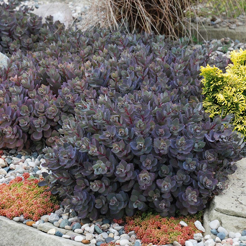 sunsparkler succulent Sedum SunSparkler Series 'Dazzleberry'