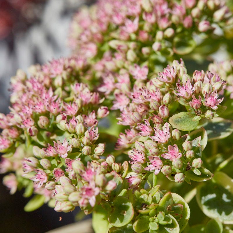 pink sedum succulent Sunsparkler LIME TWISTER Sedum 1gal