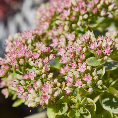 SunSparkler® Sedum Collection