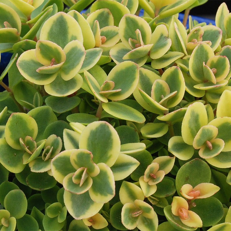 lime sparkler succulent Sunsparkler LIME TWISTER Sedum 1gal