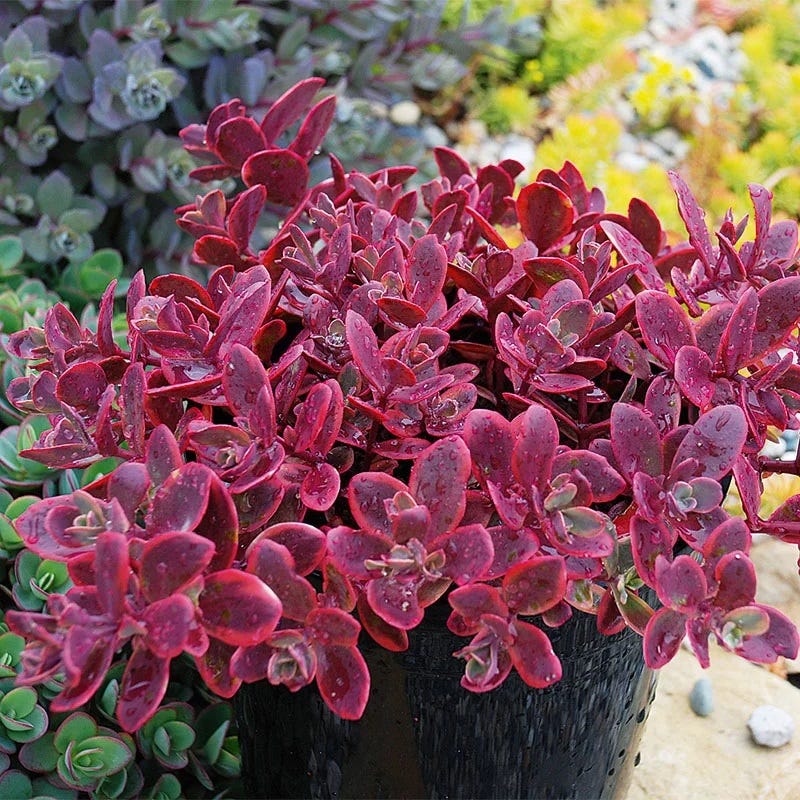 SunSparkler Wildfire Sedum, Stonecrop | High Country Gardens