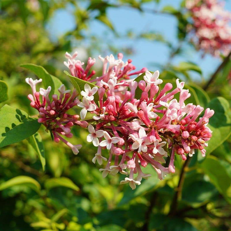 Superba Littleleaf Lilac