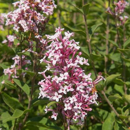 Superba Littleleaf Lilac