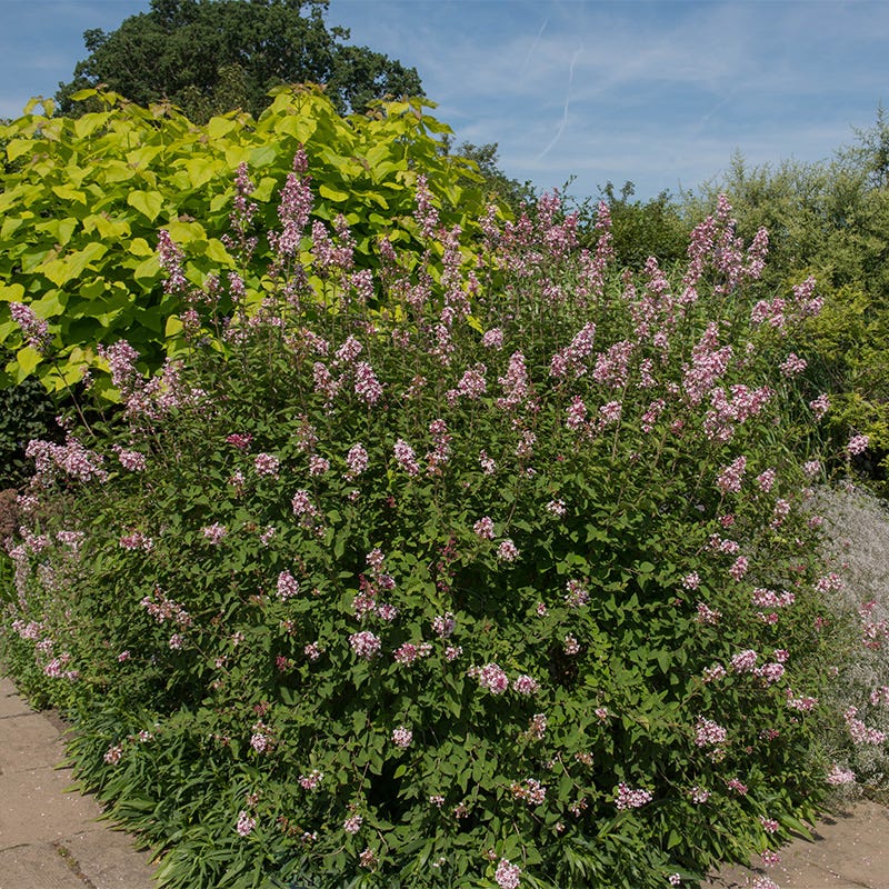 Superba Littleleaf Lilac