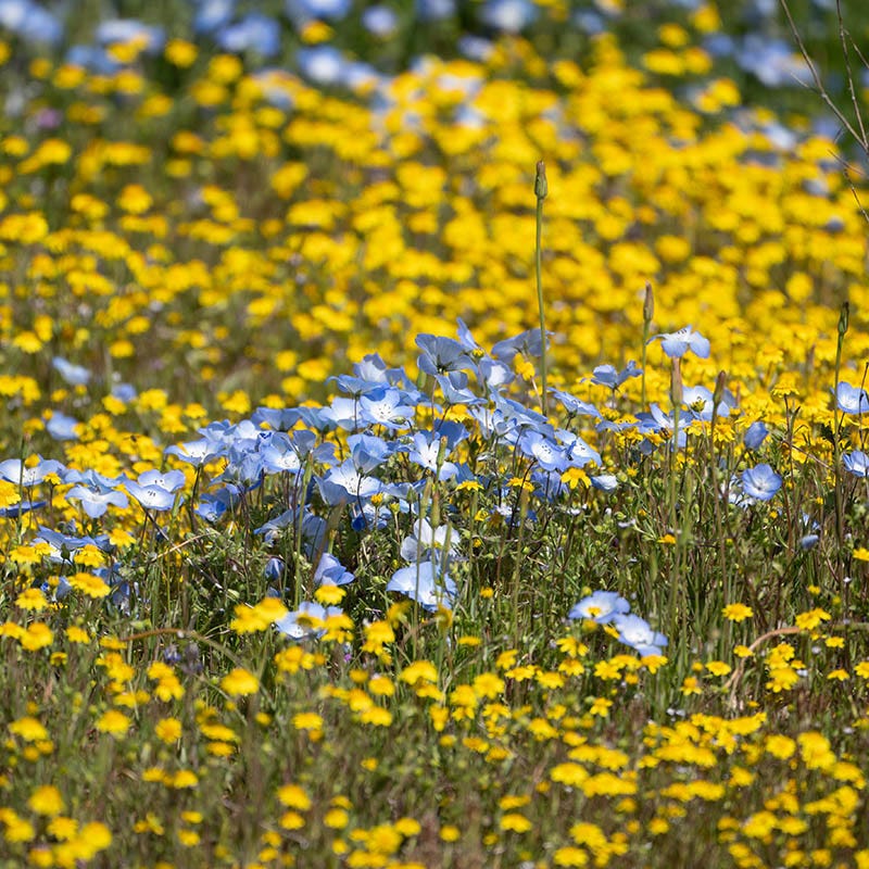 san diego wildflower seeds Superbloom Native Wildflower Seed Mix