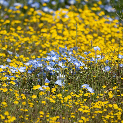 Superbloom Native Wildflower Seed Mix