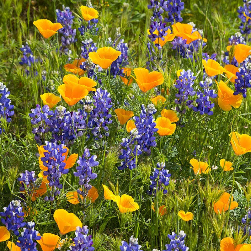 native wildflower seeds california Superbloom Native Wildflower Seed Mix