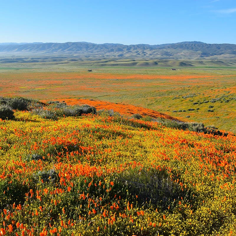 native california flower seeds Superbloom Native Wildflower Seed Mix