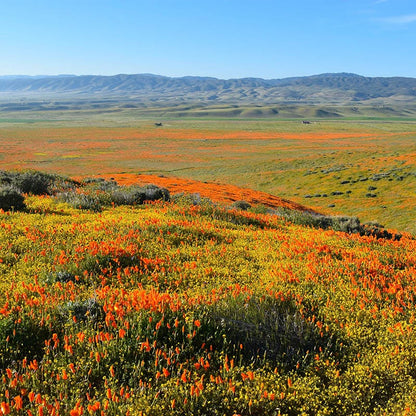 Superbloom Native Wildflower Seed Mix