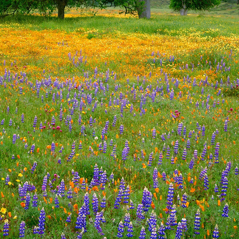 best wildflower seed company Superbloom Native Wildflower Seed Mix