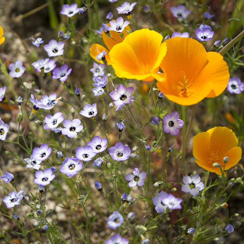 wildflower poppy seeds Native Southwest Wildflower Seed Mix