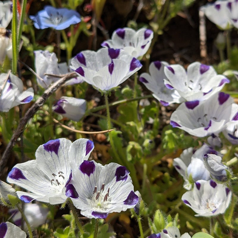 mediterranean wildflower seeds Native Southwest Wildflower Seed Mix