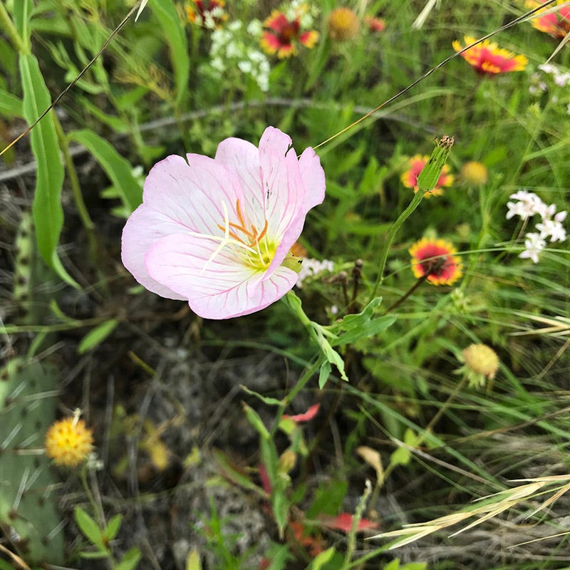 pink wildflower seeds Native Southwest Wildflower Seed Mix