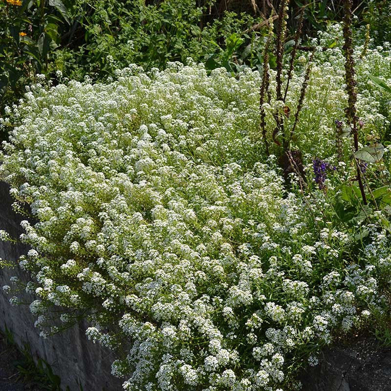 wild flower seeds for lawns Alternative Lawn Wildflower Seed Mix