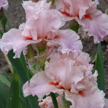 Sweet Kisses Bearded Iris