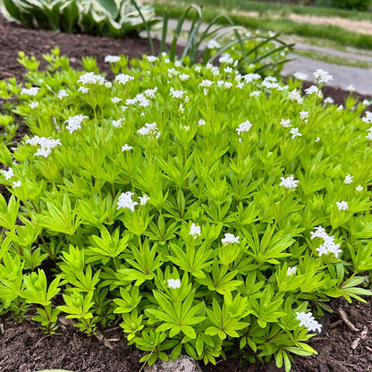 Sweet Woodruff (Galium)