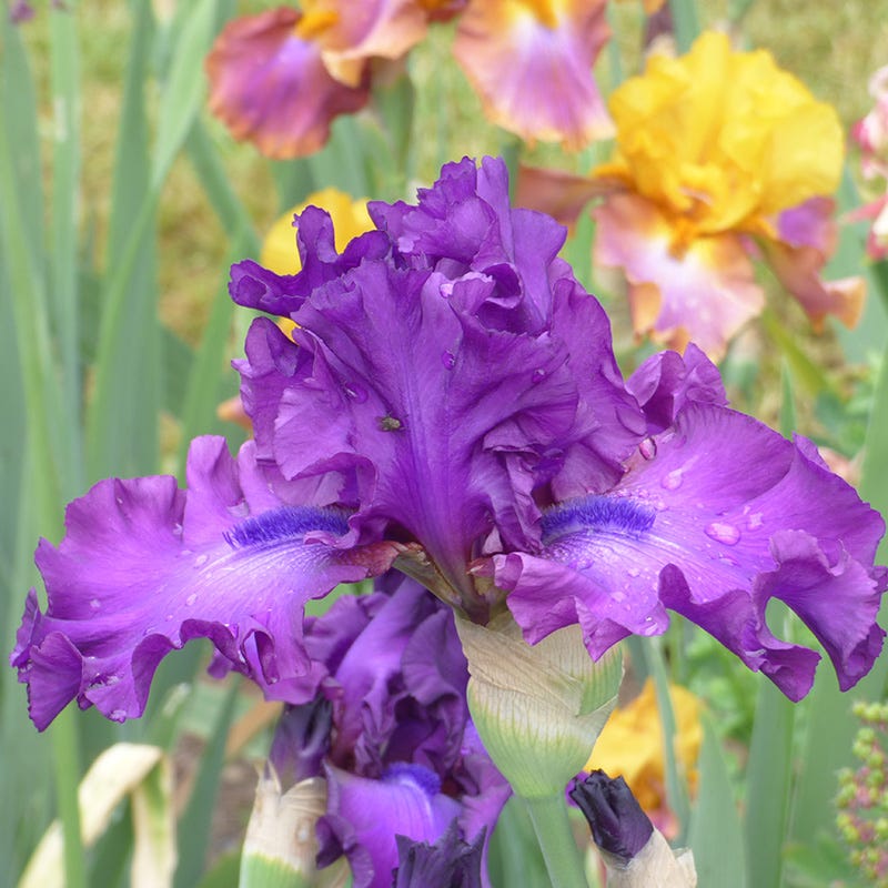 Swingtown Bearded Iris, Iris germanica | High Country Gardens