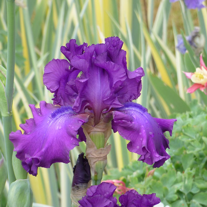 Swingtown Bearded Iris