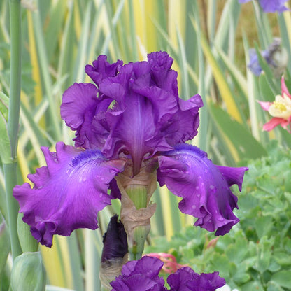 Swingtown Bearded Iris