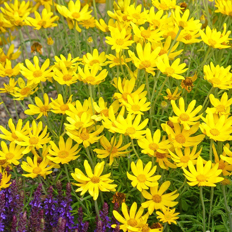 Takilma Gold Oregon Sunshine (Eriophyllum)