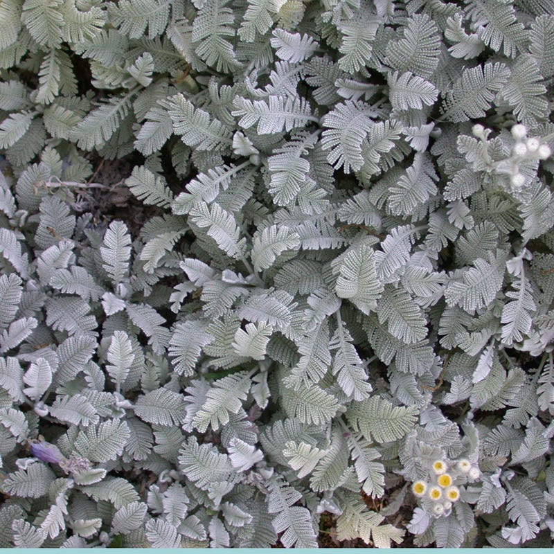 Partridge Feather (Tanacetum)