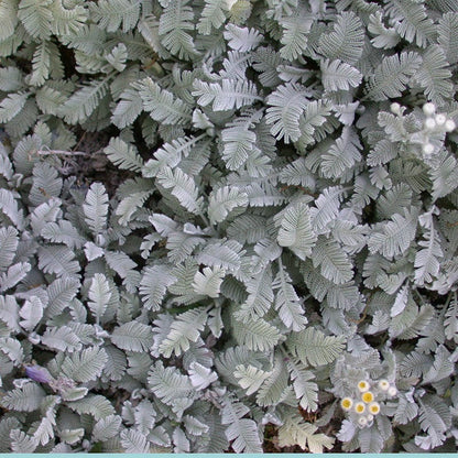 Partridge Feather (Tanacetum)