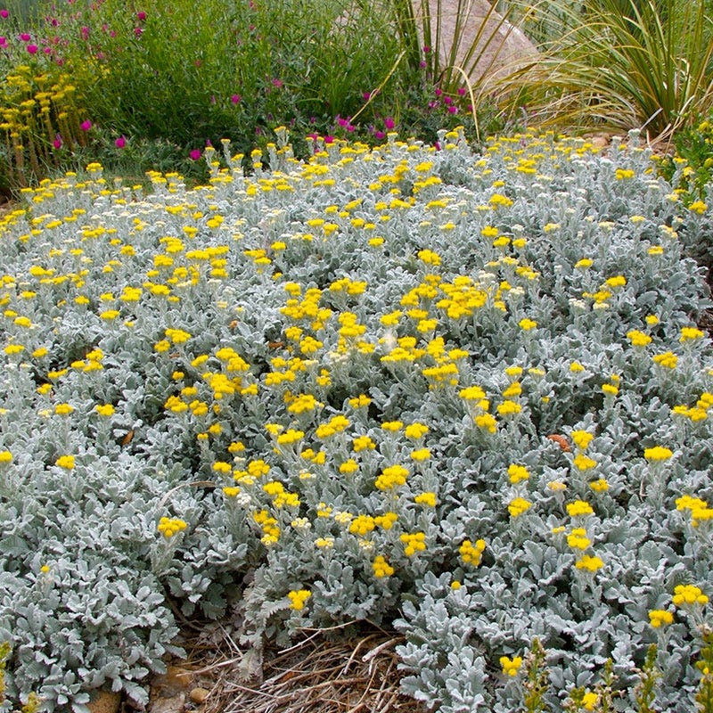 Partridge Feather, Tanacetum den sum ssp. amani
