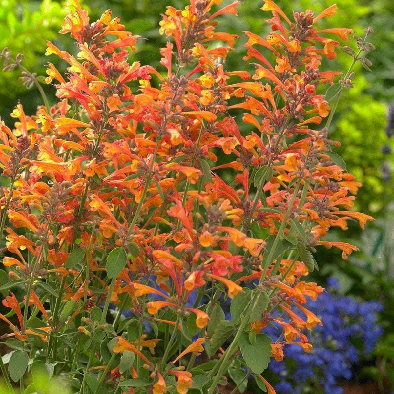 house plant with small orange flowers Tango Agastache