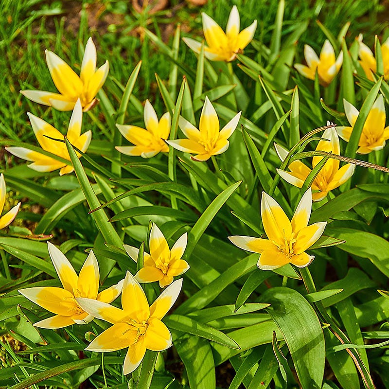 tulip flower tulip seeds Multiplying Mini Tulip Bulb Collection